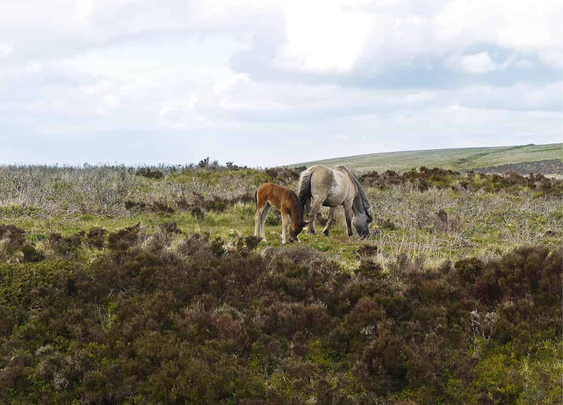 Dartmoor Devons storehouse of ancient monuments ponies and rare wildlife - photo 4