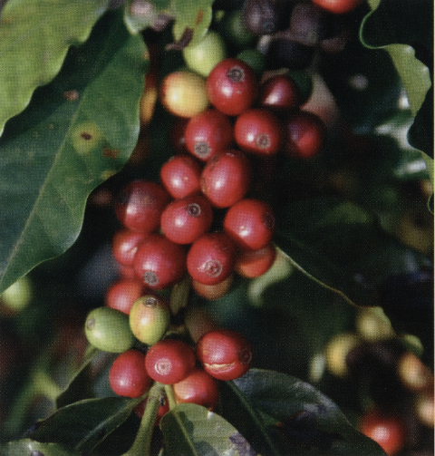 Its important to pick coffee cherries when ripe to maximize sweetness and - photo 2