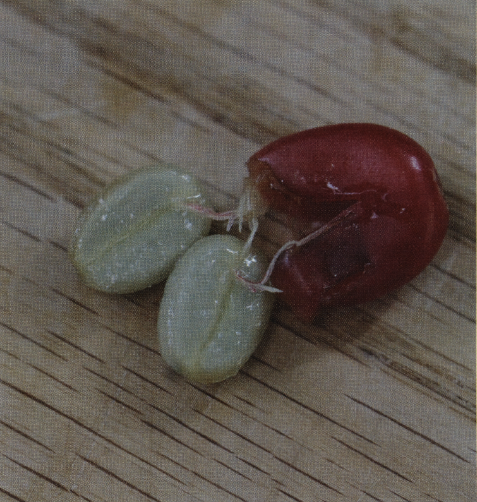 Coffee beans covered in mucilage from inside the cherry 2 Green-Coffee - photo 3