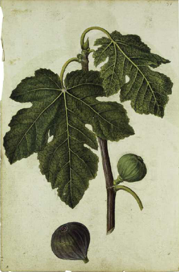 Jacques Le Moyne de Morgues Ficus carica a fine 16th-century drawing of fig - photo 6