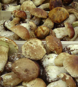 Ceps also known as porcini in a French market The taint of poisoning - photo 5