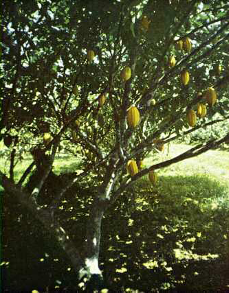 Cocoa tree Mesoamerican Chocolate In the beginning then there was no - photo 5