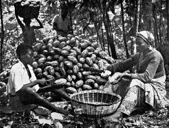 Cocoa harvest in West Africa pods being opened with a small machete Mayan - photo 6