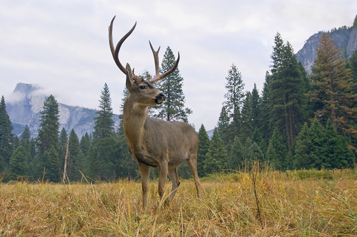 Mule deer DAVID COURTENAY GETTY IMAGES Plan Your Trip USAs Top 12 - photo 7