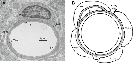 Fig 1 a An electron micrograph showing the structure of a normal mouse - photo 1