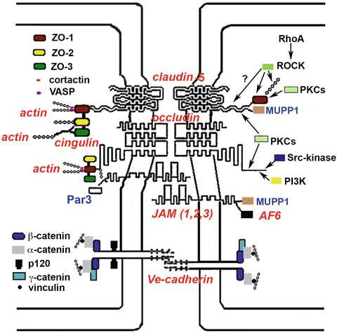 Fig 2 Schematic representation of the basic components of the brain - photo 2