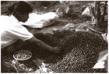 After picking separating unripe coffee fruit from ripe in the Antigua Valley - photo 4