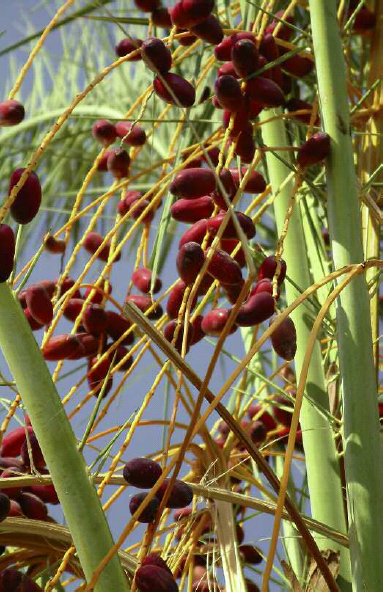 Ripe red dates called berben in Iraq In this khalal state they are still - photo 5