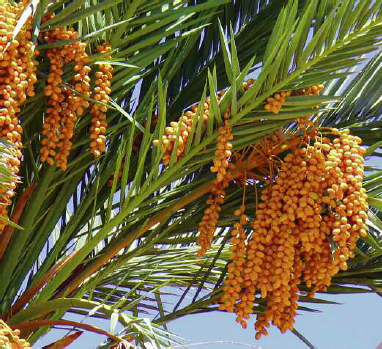 Clusters of golden ripe dates in the khalal stage when still hard and crunchy - photo 6