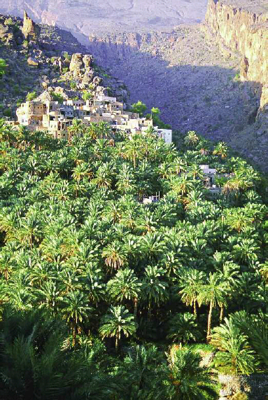 Date groves in Oman in the southeast corner of the Arabian Peninsula where - photo 7