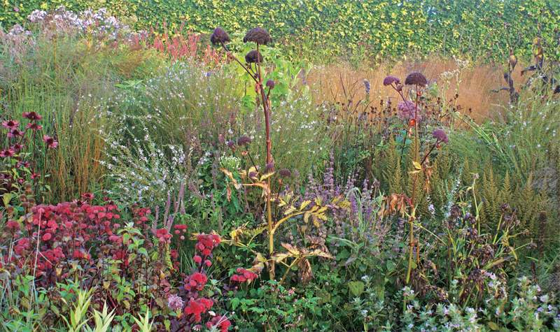 Angelica gigas seedheads stand like spectres amongst a range of late flowering - photo 3