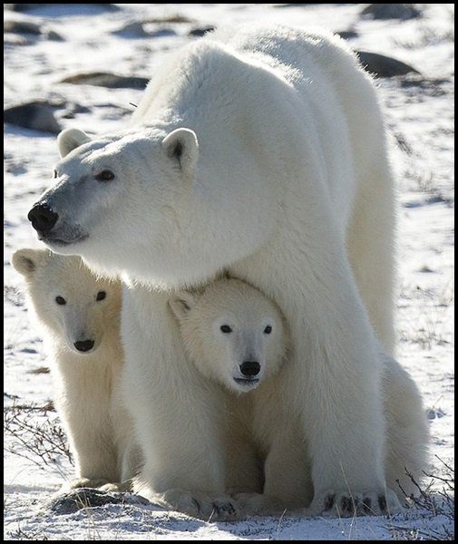 Polar bear and cubs by Karilop311 For animals that do not have fur they have - photo 6