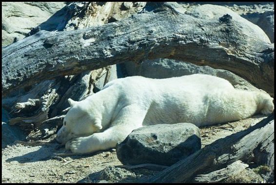 Polar Bear by Michael Bentley Some polar animals have the special ability to - photo 7