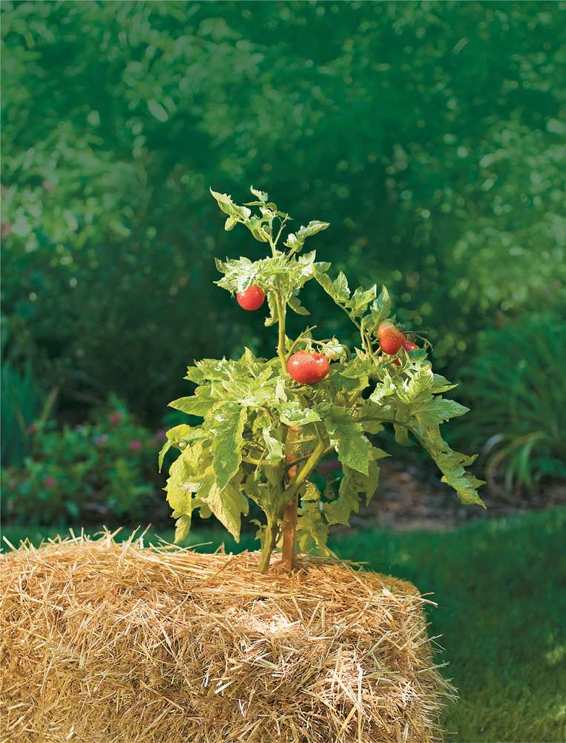 IT SEEMS LIKE IVE TOLD THE STORY of Straw Bale Gardening a million times over - photo 3