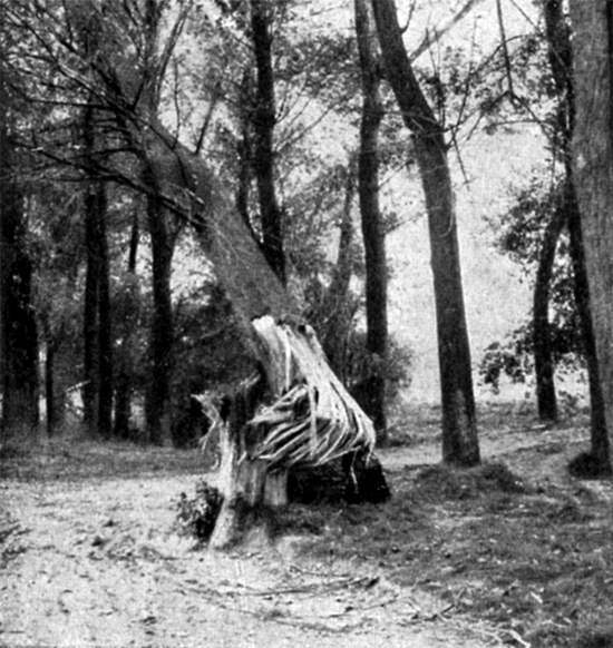 A tree in the park at Boisleux-aumont south of Arras showing the effect of - photo 2