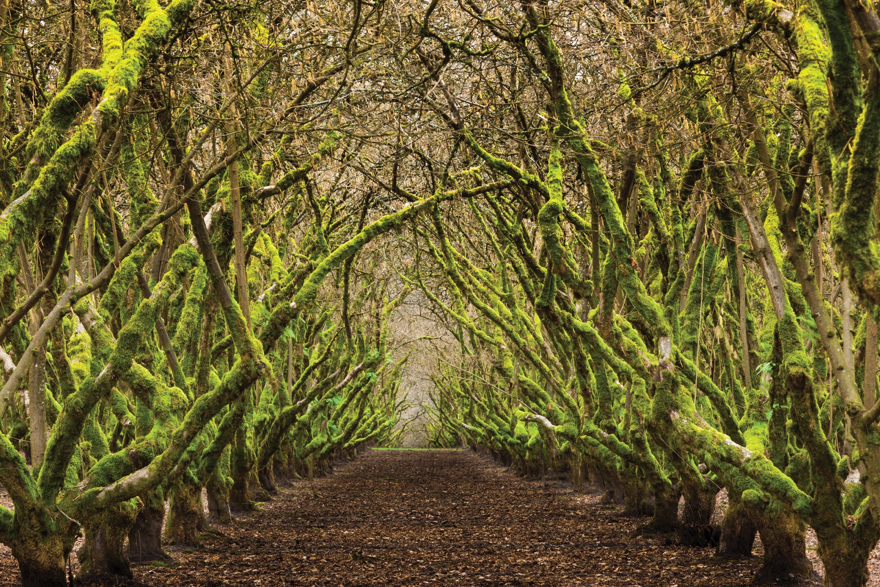 Overgrown Orchards Oregon USA Canon EOS 5D Mark II EF - photo 6