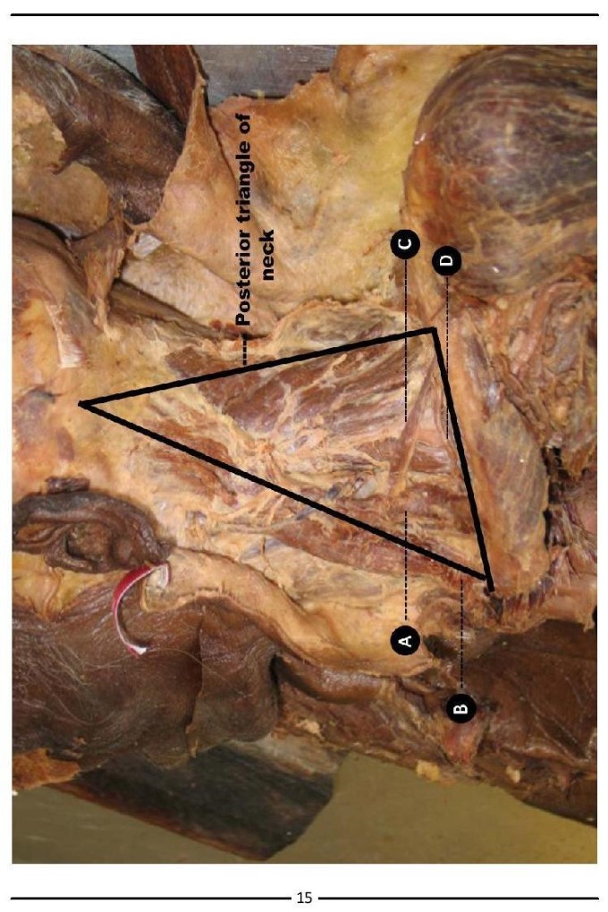 Colour Atlas of Human Anatomy - photo 23