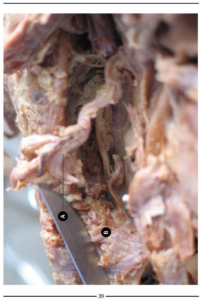 Colour Atlas of Human Anatomy - photo 47