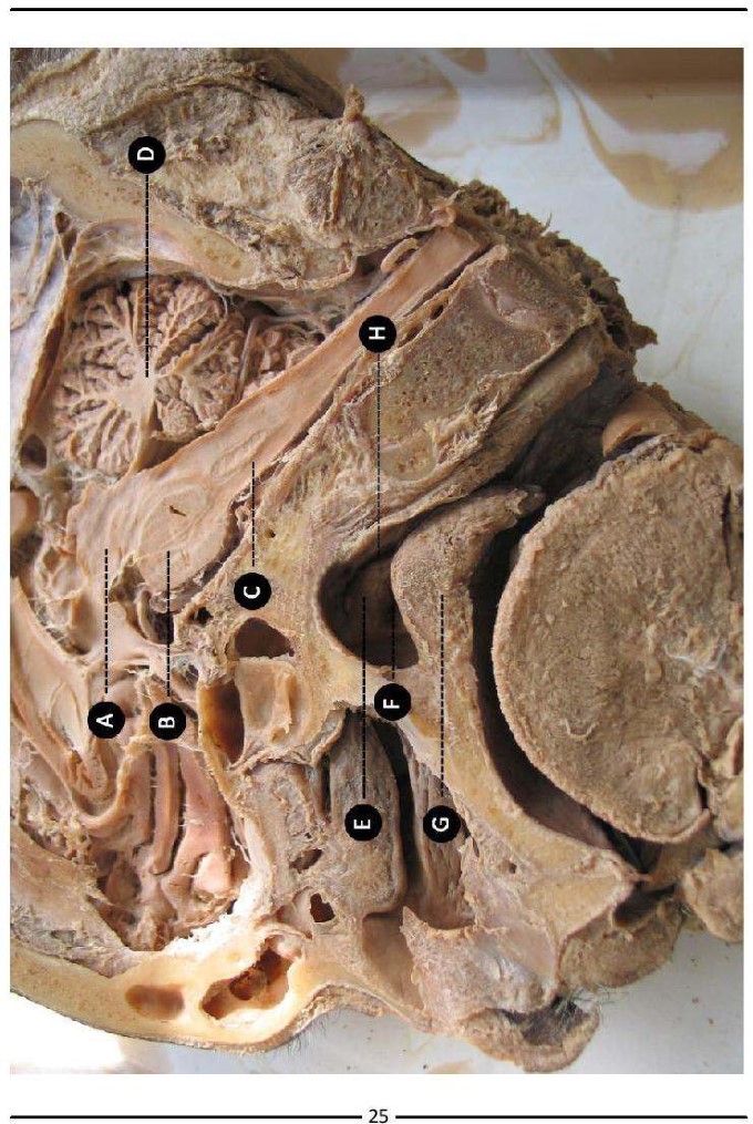 Colour Atlas of Human Anatomy - photo 33