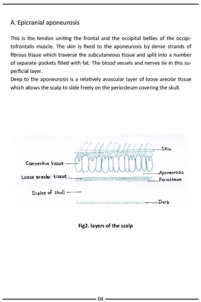 Colour Atlas of Human Anatomy - photo 12