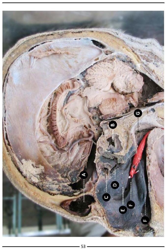 Colour Atlas of Human Anatomy - photo 61