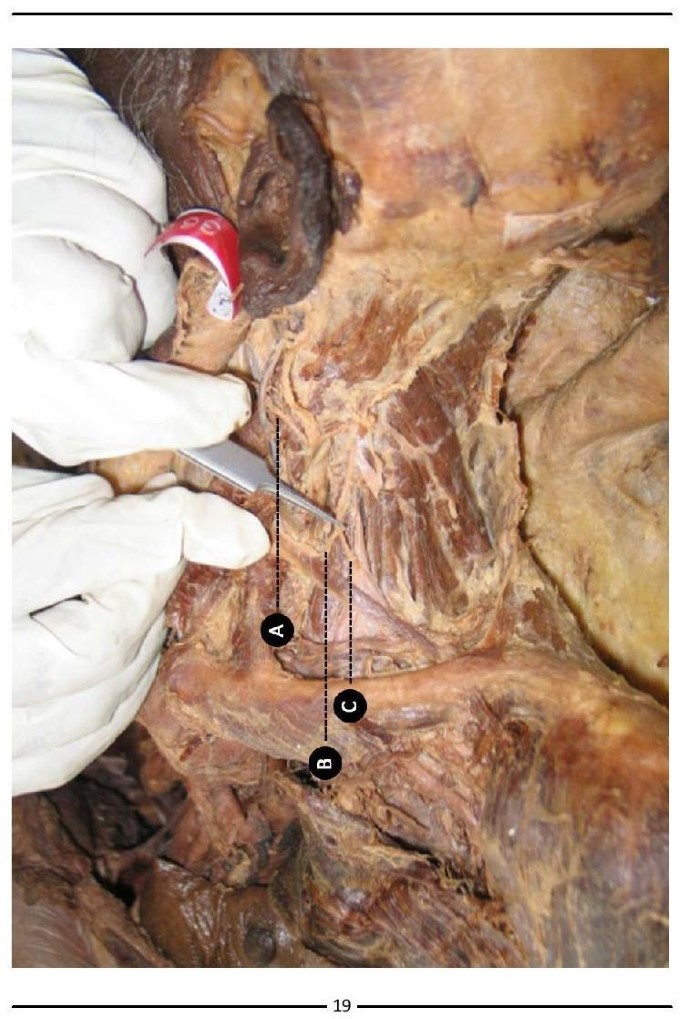 Colour Atlas of Human Anatomy - photo 27