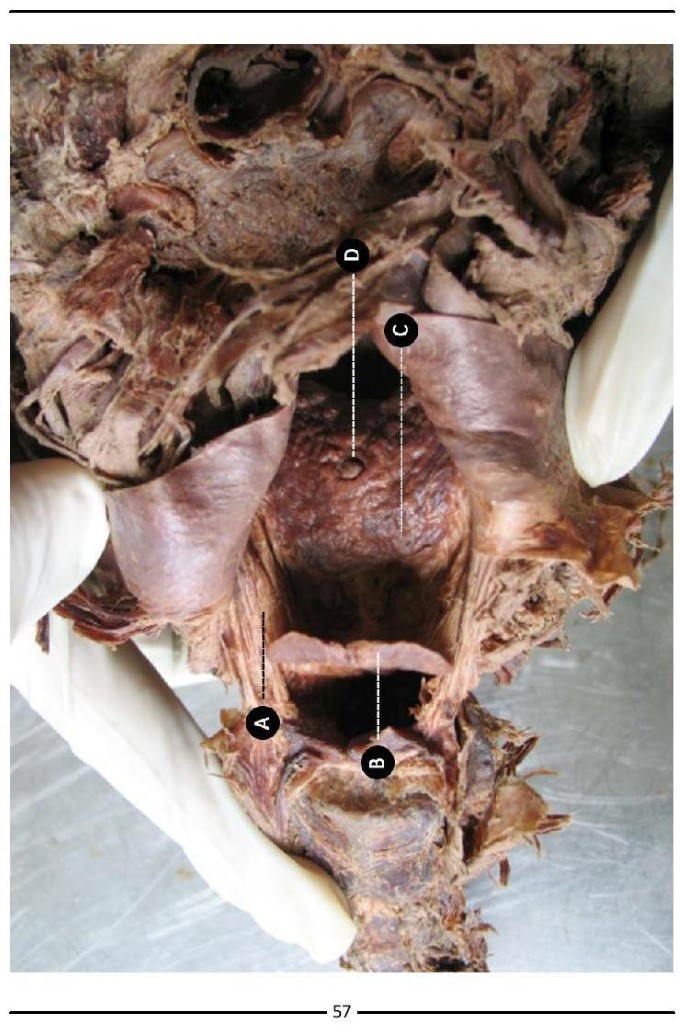 Colour Atlas of Human Anatomy - photo 65