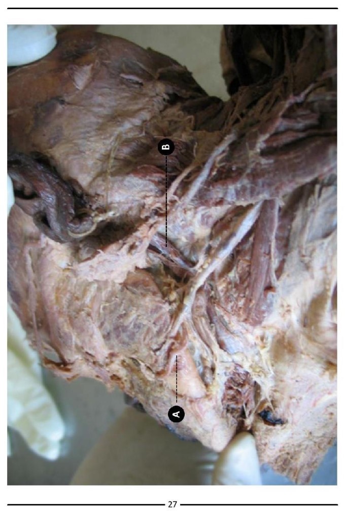 Colour Atlas of Human Anatomy - photo 35