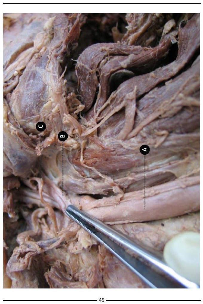 Colour Atlas of Human Anatomy - photo 53