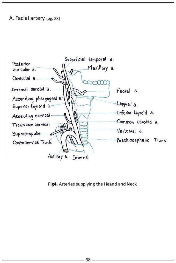 Colour Atlas of Human Anatomy - photo 46