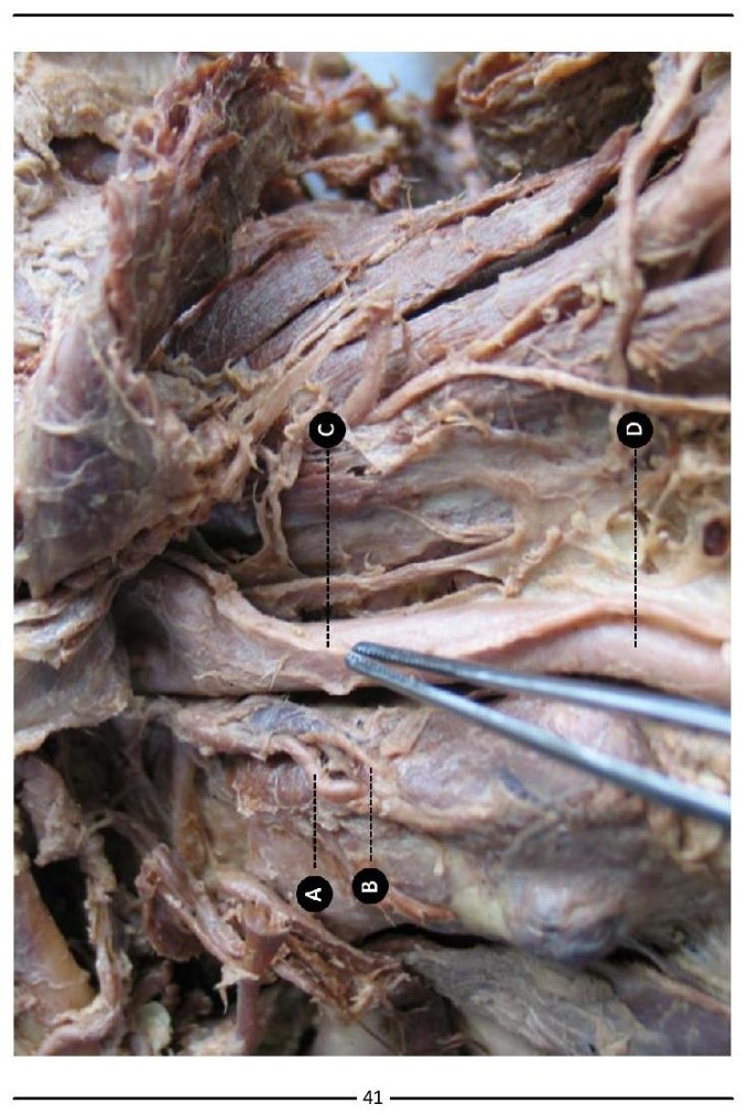 Colour Atlas of Human Anatomy - photo 49