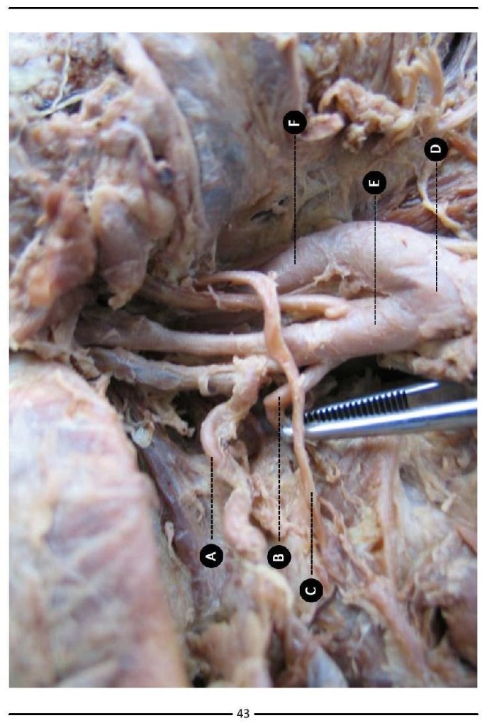 Colour Atlas of Human Anatomy - photo 51