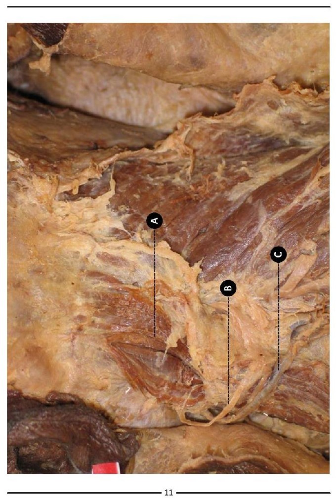 Colour Atlas of Human Anatomy - photo 19