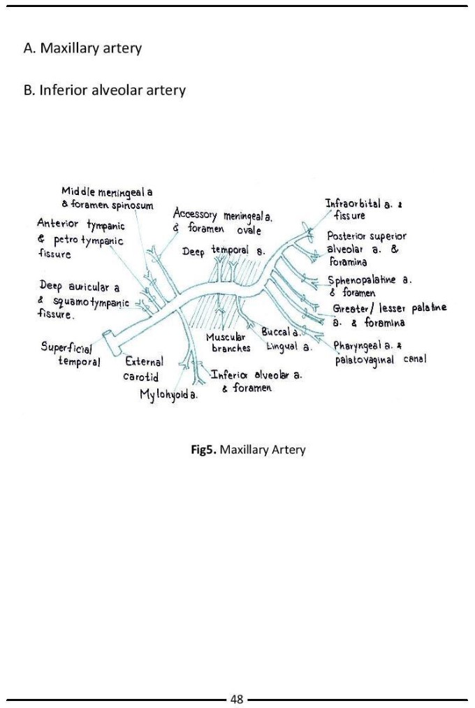 Colour Atlas of Human Anatomy - photo 56