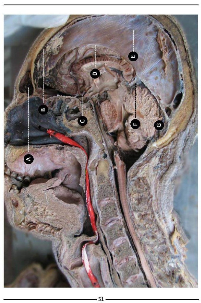 Colour Atlas of Human Anatomy - photo 59