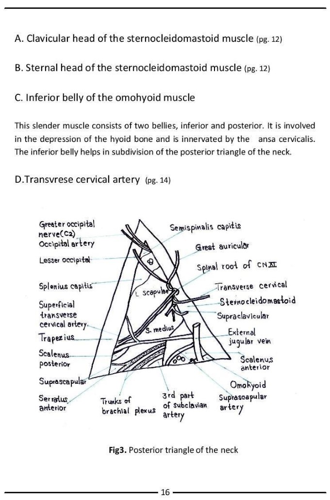 Colour Atlas of Human Anatomy - photo 24