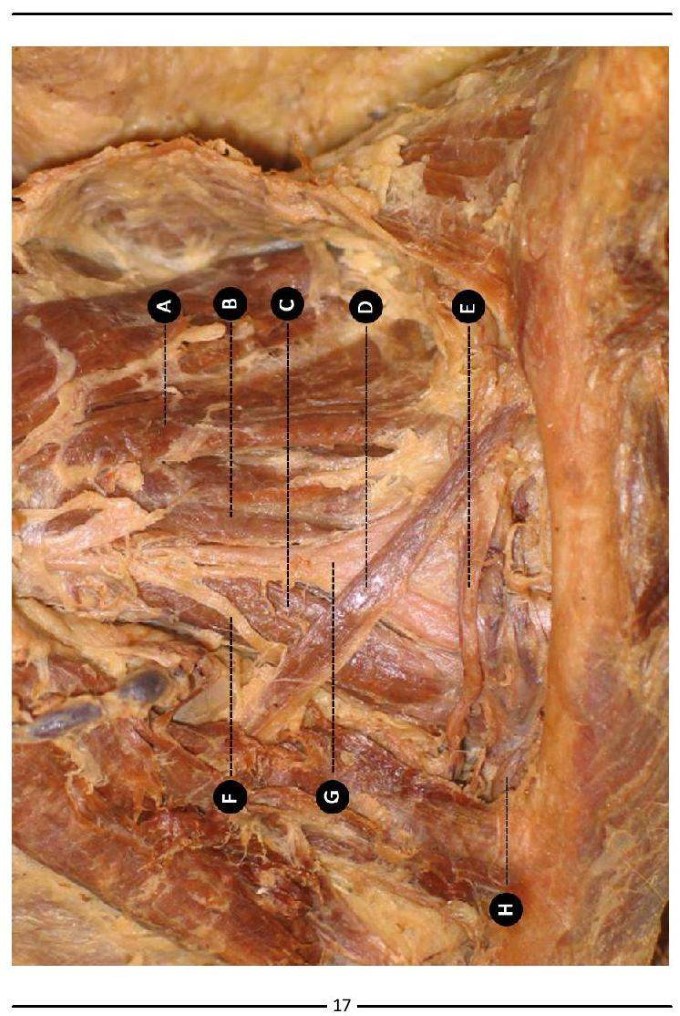 Colour Atlas of Human Anatomy - photo 25