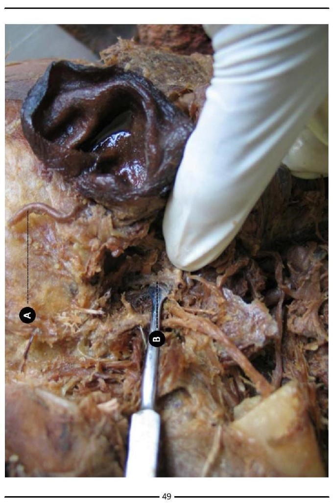 Colour Atlas of Human Anatomy - photo 57