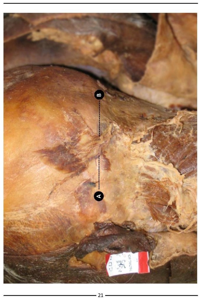 Colour Atlas of Human Anatomy - photo 29