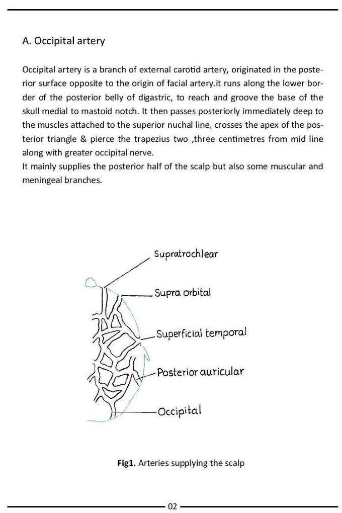 Colour Atlas of Human Anatomy - photo 10