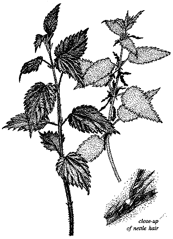 Nettle drawing by Dominique Collet Page 1 Acknowledgements - photo 12