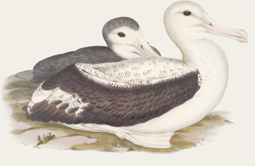 Many myths surround the enigmatic Wandering Albatross In those 160 million - photo 3