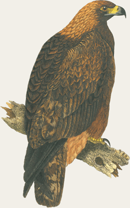 The Golden Eagle is the king of birds and has been used to hunt wolves Bird - photo 5