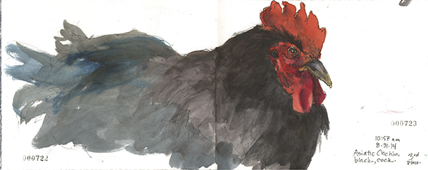 Rooster Sketch Roz Stendahl used a full spread in her sketchbook for this - photo 8