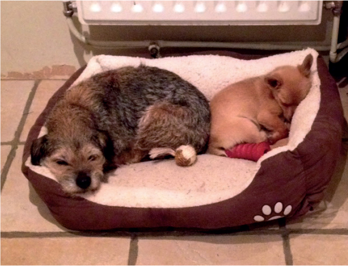 Ted finds room in his bed for Scrappie Bailey and his new pal Paddy learn - photo 12