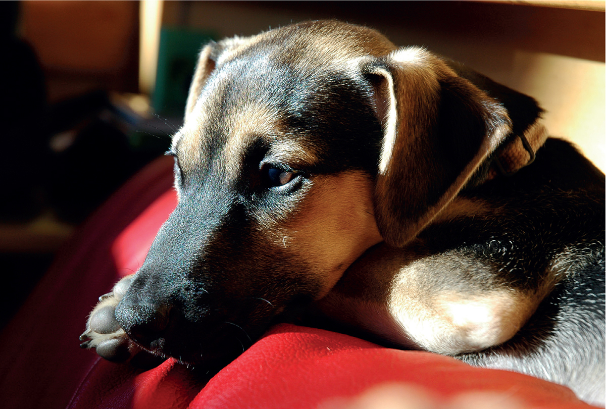 Marks cheeky Battersea puppy Milo who loves sunbathing and causing mayhem - photo 16