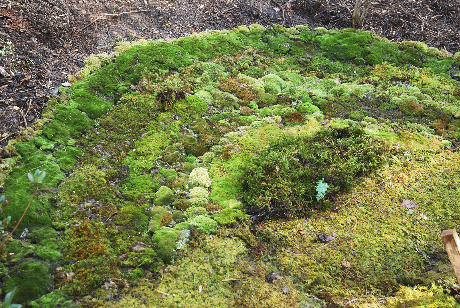 This moss rainbow emphasizes various moss textures and colors Spectacular - photo 12