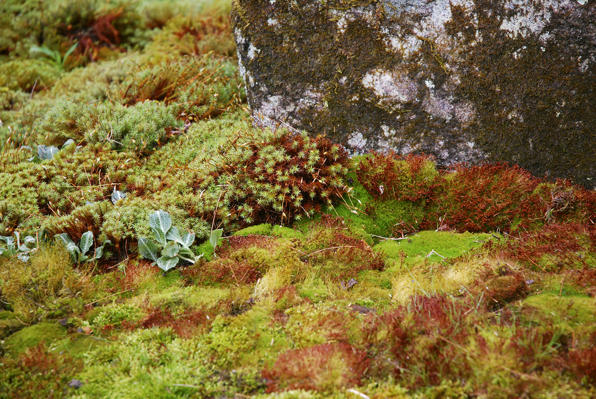 Spectacular Ceratodon purpureus sporophytes spore-producing plant structures - photo 13