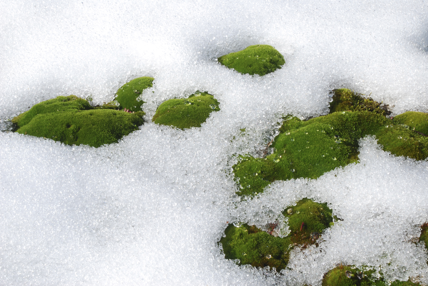 Mosses revealed in melting snow Copyright 2015 by Annie Martin All rights - photo 2