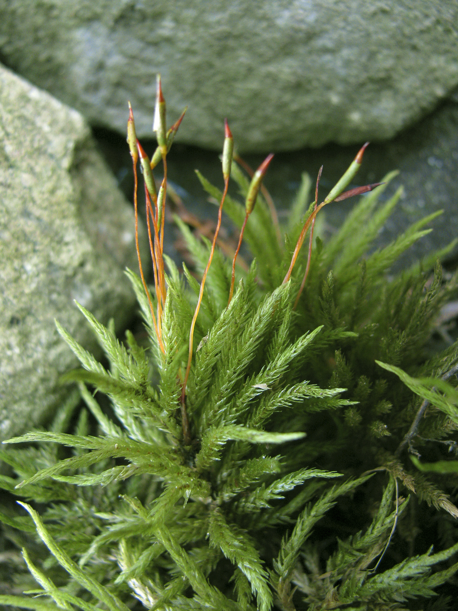 Climacium species with spore structures Funaria sporophytes arising from - photo 3